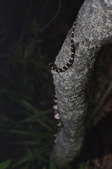 Lycodon futsingensis