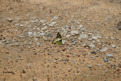 Graphium antiphates