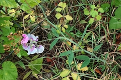 Lathyrus latifolius