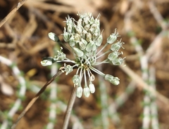 Allium chamaespathum