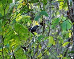Monarcha cinerascens