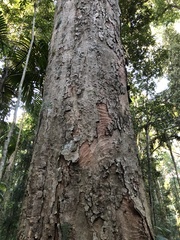 Syzygium crebrinerve
