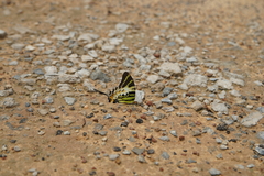 Graphium antiphates