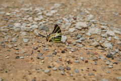 Graphium antiphates