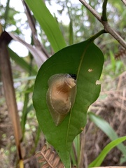 Peltella