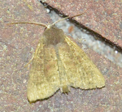 Parastichtis suspecta