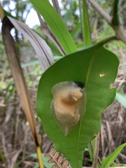 Peltella