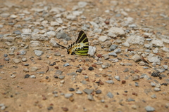 Graphium antiphates