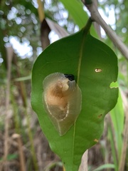 Peltella