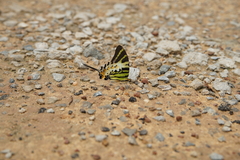 Graphium antiphates