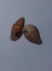 Pusia ebenus