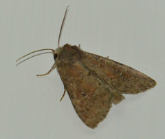 Parastichtis suspecta