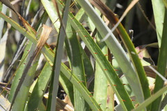 Puya herzogii