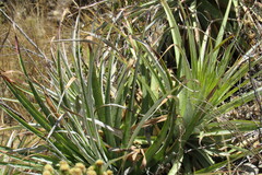 Puya herzogii