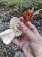 Chlorophyllum rhacodes
