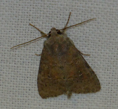 Parastichtis suspecta