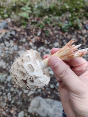 Chlorophyllum rhacodes