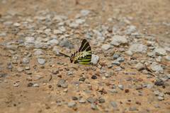 Graphium antiphates