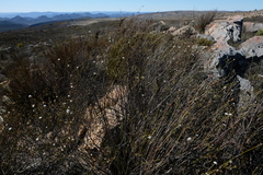 Euchaetis elsieae