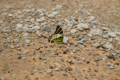 Graphium antiphates