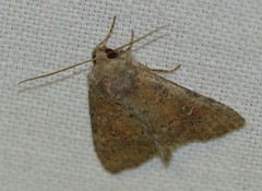 Parastichtis suspecta