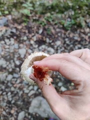 Chlorophyllum rhacodes