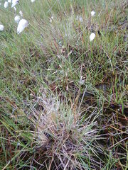 Deschampsia cespitosa cespitosa