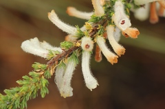 Erica perspicua