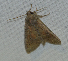 Parastichtis suspecta