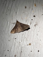 Renia discoloralis