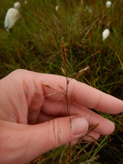 Deschampsia cespitosa cespitosa
