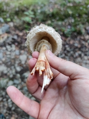 Chlorophyllum rhacodes