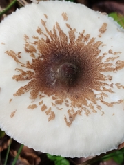 Lepiota rubrotinctoides