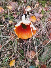 Amanita muscaria