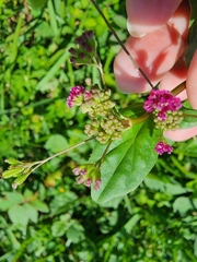 Boerhavia