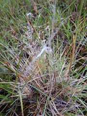 Deschampsia cespitosa cespitosa