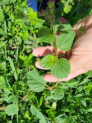 Boerhavia