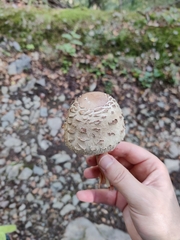 Chlorophyllum rhacodes