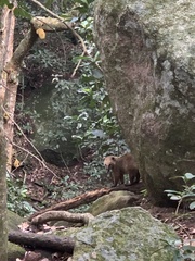 Nasua nasua