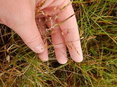 Deschampsia cespitosa cespitosa