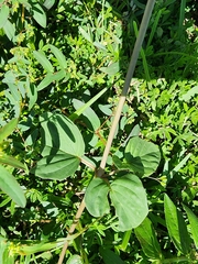 Boerhavia
