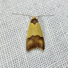 Heteroteucha dichroella