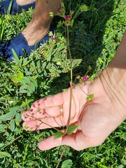 Boerhavia
