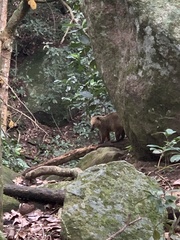 Nasua nasua