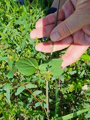 Boerhavia