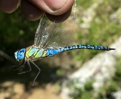 Aeshna affinis