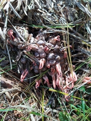 Pseudocolus fusiformis