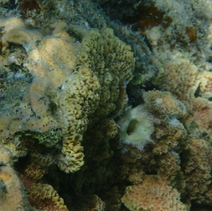 Montipora