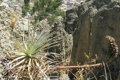 Puya herzogii