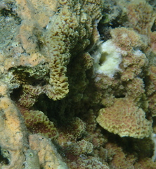 Montipora